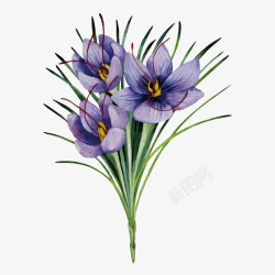 紫草卡通手绘一束鲜花紫草高清图片