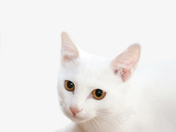 小白猫白色小猫高清图片