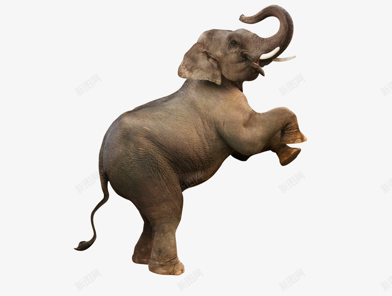 跳起的大象png免抠素材_新图网 https://ixintu.com 动物 大象 庞大 跳跃