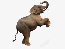 庞大的跳起的大象高清图片