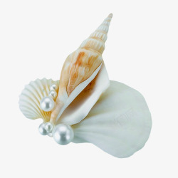 矢量白色的海螺海螺和珍珠高清图片