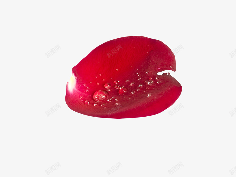 情人节玫瑰花瓣漂浮png免抠素材_新图网 https://ixintu.com 花瓣 玫瑰花花瓣 粉红素材 节日 飘落装饰 鲜花