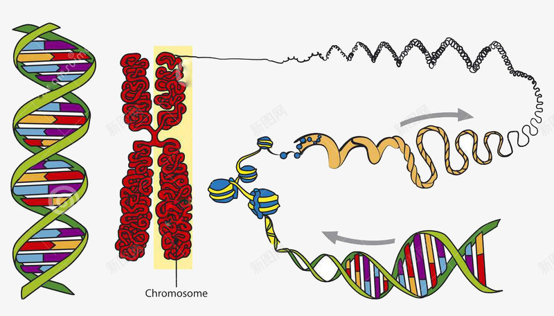 生物学插图psd免抠素材_新图网 https://ixintu.com 双螺旋结构 基因 染色体 核糖核酸