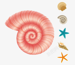 粉色海螺贝壳高清图片