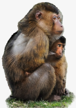 猴妈妈猴子妈妈怀抱着小猴子高清图片