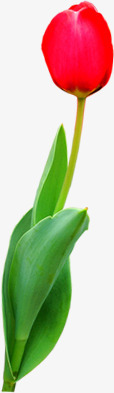 春季清新红色花朵植物png免抠素材_新图网 https://ixintu.com 春季 植物 清新 红色 花朵