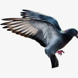 鸽子群飞鸽子飞飞禽飞翔的鸟高清图片