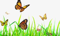 蝴蝶在草地飞舞素材