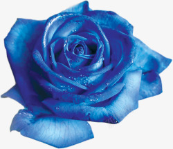 蓝色玫瑰水珠素材