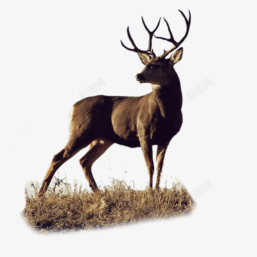 草地上的麋鹿png免抠素材_新图网 https://ixintu.com 产品实物 棕色的鹿 草地上的麋鹿 麋鹿图片