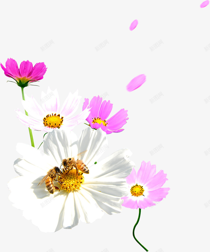 粉色漂浮春季花朵png免抠素材_新图网 https://ixintu.com 春季 漂浮 粉色 花朵