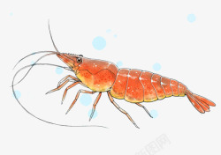 大红虾海泡泡卡通版大红虾高清图片