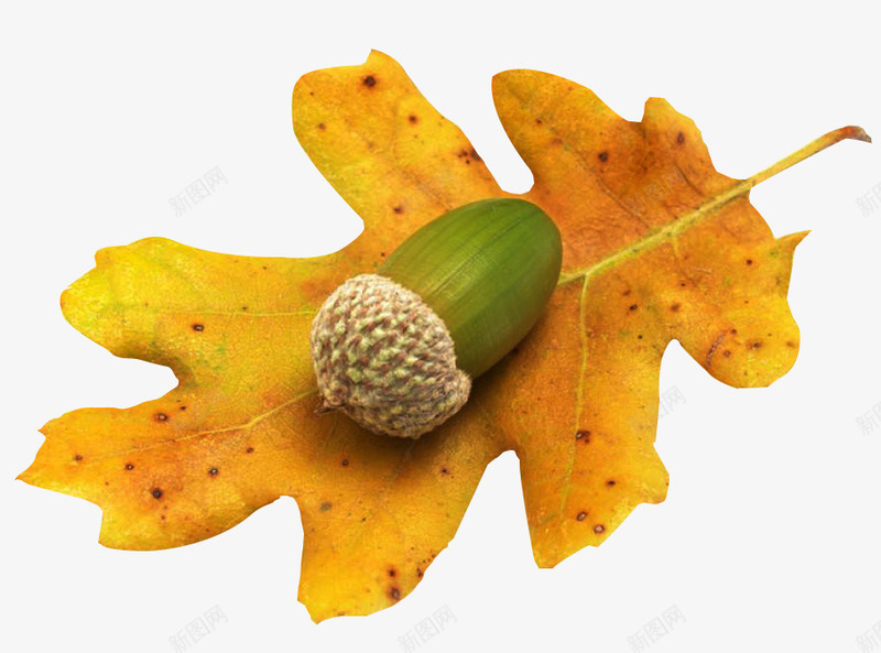 金黄色叶子上的橡树果png免抠素材_新图网 https://ixintu.com 果实 栎树的果实 橡实 橡树果 绿色果实 金黄色叶子