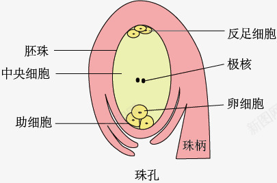 胚珠示意图png免抠素材_新图网 https://ixintu.com 手绘 生物教学 示意图 粉色 细胞结构 结构图 胚珠
