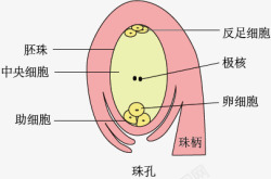 胚珠示意图素材