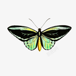 大型昆虫春天昆虫蝴蝶大型高清图片