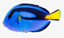 黄色观赏鱼蓝色鱼高清图片