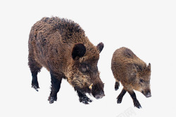 黑毛猪实物野猪和小猪高清图片