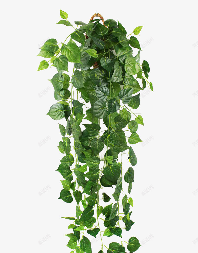 绿色爬墙虎png免抠素材_新图网 https://ixintu.com 健康 努力 植物 爬墙 爬墙虎 积极向上 绿色 顽强