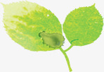 手绘绿色水彩树叶春季装饰素材
