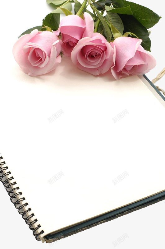玫瑰和本子png免抠素材_新图网 https://ixintu.com 实拍 本子 植物 玫瑰 粉色玫瑰 鲜花