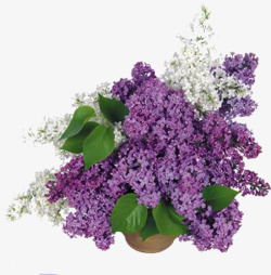 紫色花卉花盆薰衣草高清图片