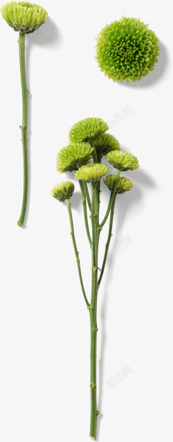 绿色枝干花朵装饰案高清图片