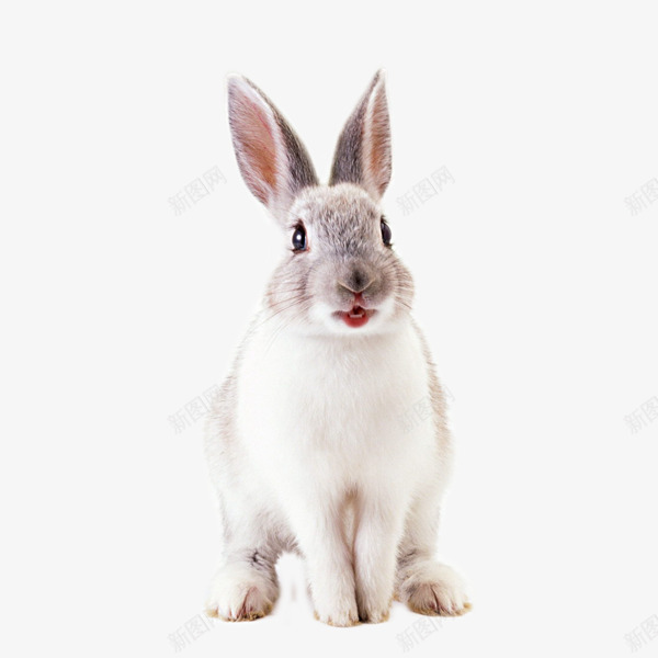 呆萌兔子图形png免抠素材_新图网 https://ixintu.com 兔子 呆萌 图形 小兔子 摄影 文艺 生物世界 白色 素材免抠 野生动物