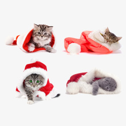 圣诞节猫咪穿着圣诞衣的猫咪高清图片