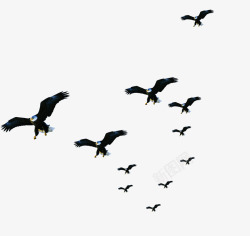 成群结队的鸟翱翔的老鹰队伍高清图片
