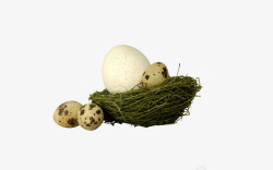 麻雀蛋鸟巢里的鸟蛋高清图片