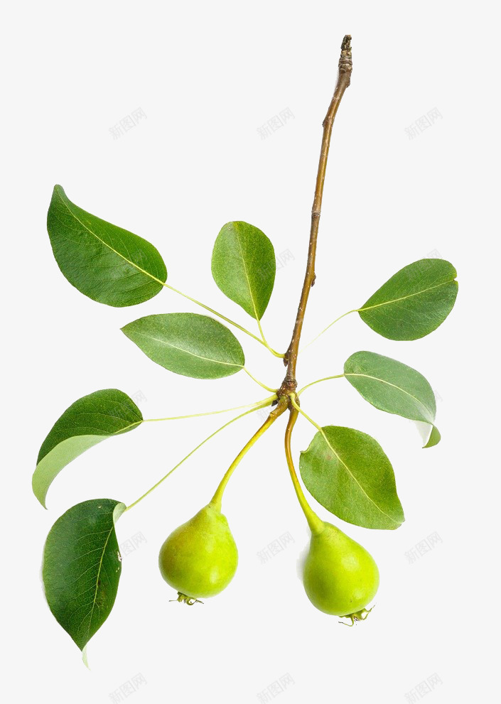 梨树枝条png免抠素材_新图网 https://ixintu.com 叶子 实物 树叶 梨 梨树枝条 植物 绿叶 绿色