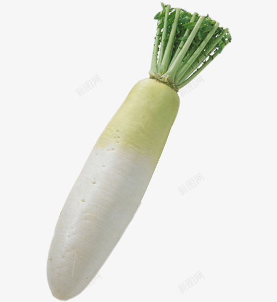 一个白萝卜png免抠素材_新图网 https://ixintu.com 健康 白色 绿色 萝卜 蔬菜