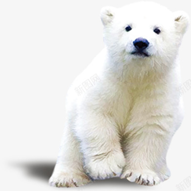 北极熊png免抠素材_新图网 https://ixintu.com 动物北极熊北极 坐着的北极熊