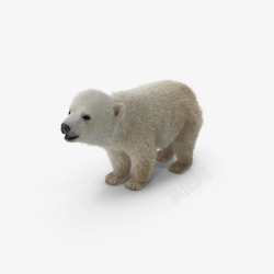 白色冷灰北极熊高清图片