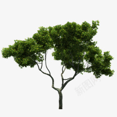 绿色大树立面树图标png_新图网 https://ixintu.com 图标 大树 立面 绿色