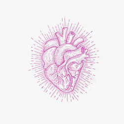 心脏血管精致手绘心脏血管矢量图高清图片