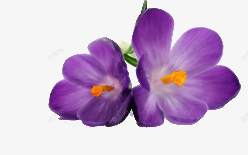 美丽绽放的紫罗兰png免抠素材_新图网 https://ixintu.com 手绘 手绘紫罗兰 植物 紫罗兰 紫色 绿色 美丽 花朵 芳香