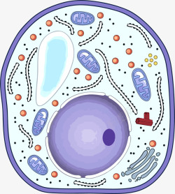 手绘线粒体彩色卡通生物细胞结构中的线粒体高清图片