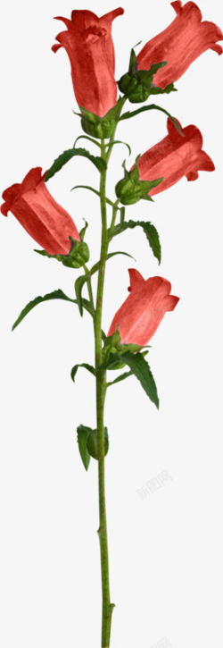 长红花素材