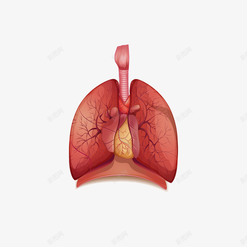 精致卡通肺部血管png免抠素材_新图网 https://ixintu.com 健康 医学 医疗 卡通 器官 精致 肺 肺部 脏器 血管 血管矢量图