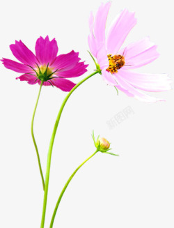 环保春季粉色花朵素材