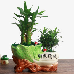 植物盆栽富贵竹素材