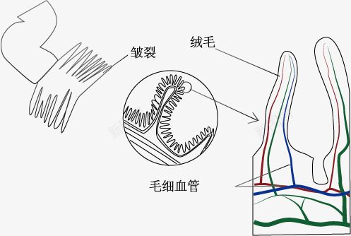 小肠示意图png免抠素材_新图网 https://ixintu.com 手绘 生物教学 示意图 细胞结构 结构图