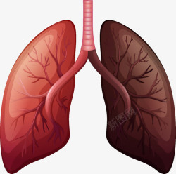 心脏健康分析卡通心肺高清图片