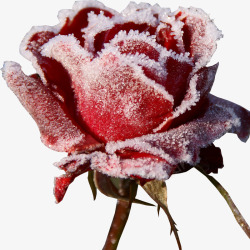 美丽冬天雪花玫瑰素材