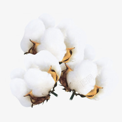 棉花朵温暖装饰素材