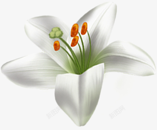 春季白色简约花朵png免抠素材_新图网 https://ixintu.com 春季 白色 简约 花朵