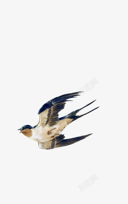 飞翔的燕子手绘插画手绘飞翔的燕子高清图片