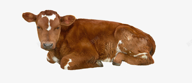 趴着休息的牛png免抠素材_新图网 https://ixintu.com 动物 在休息的牛 牛 生物